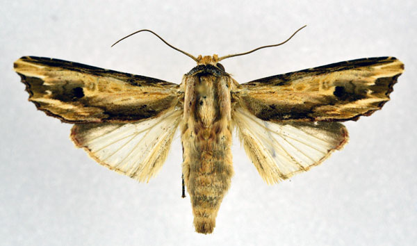 /filer/webapps/moths/media/images/F/fulgurata_Neostichtis_A_NHMO.jpg