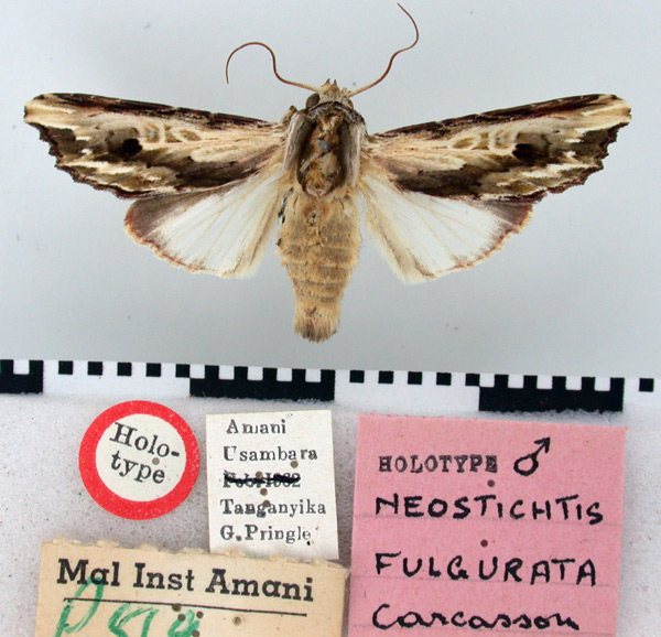 /filer/webapps/moths/media/images/F/fulgurata_Neostichtis_HT_BMNH.jpg