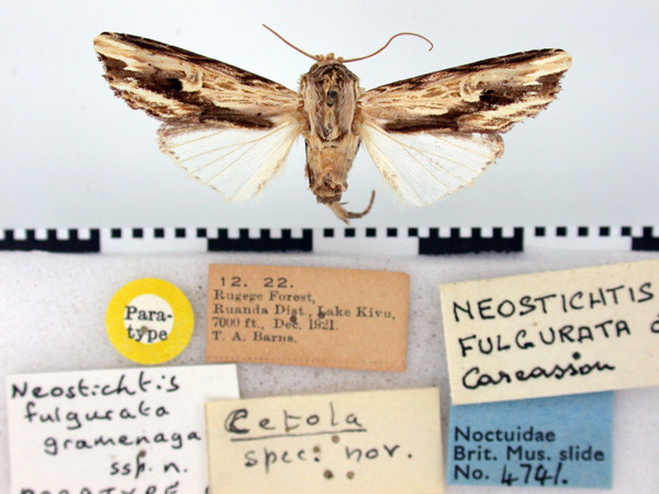 /filer/webapps/moths/media/images/F/fulgurata_Neostichtis_PT_BMNH.jpg