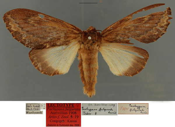 /filer/webapps/moths/media/images/F/fulgurata_Pachypasa_LT_RBINSa.jpg