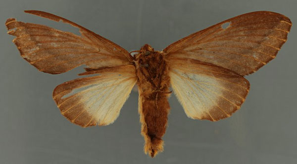 /filer/webapps/moths/media/images/F/fulgurata_Pachypasa_LT_RBINSb.jpg