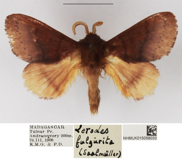 /filer/webapps/moths/media/images/F/fulgurita_Lerodes_AM_NHMUK.jpg