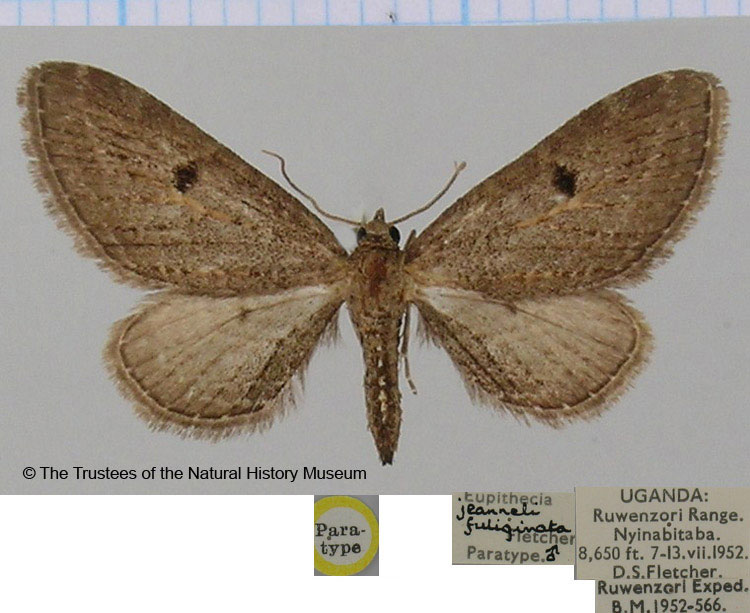 /filer/webapps/moths/media/images/F/fuliginata_Eupithecia_PTM_BMNH.jpg