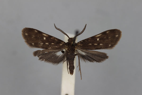 /filer/webapps/moths/media/images/F/fuliginea_Eurosia_A_BMNH.jpg