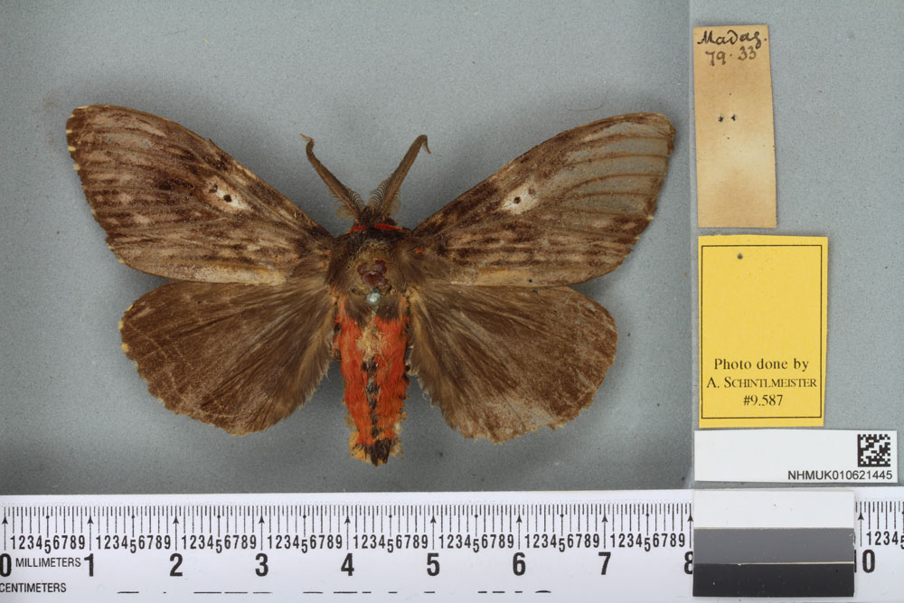 /filer/webapps/moths/media/images/F/fuliginea_Pyramocera_LT_BMNHa.jpg