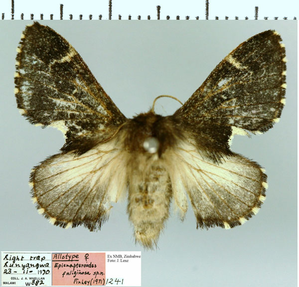 /filer/webapps/moths/media/images/F/fuliginosa_Epicnapteroides_AT_NMB.jpg