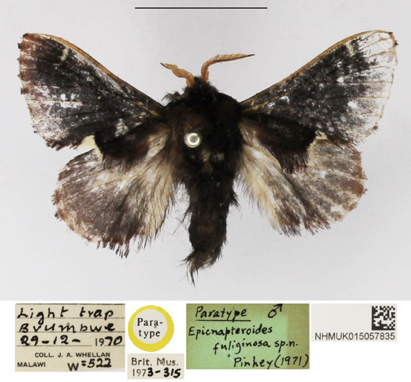 /filer/webapps/moths/media/images/F/fuliginosa_Epicnapteroides_PTM_NHMUK.jpg