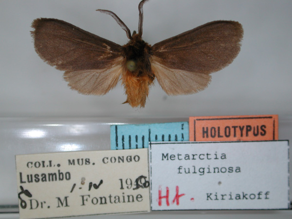 /filer/webapps/moths/media/images/F/fuliginosa_Metarctia_HT_RMCA_01.jpg