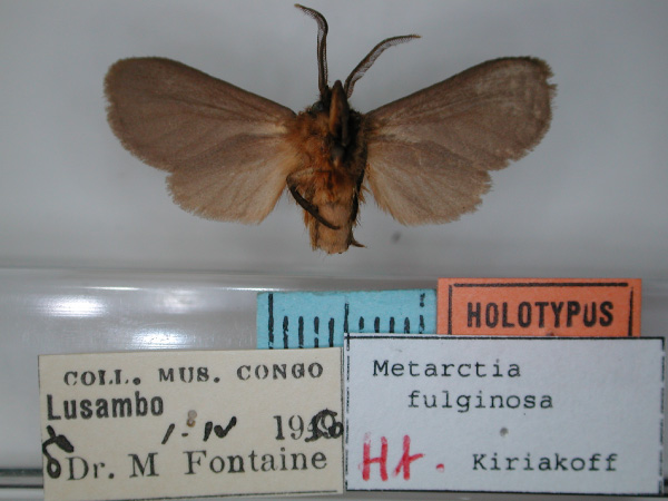 /filer/webapps/moths/media/images/F/fuliginosa_Metarctia_HT_RMCA_02.jpg