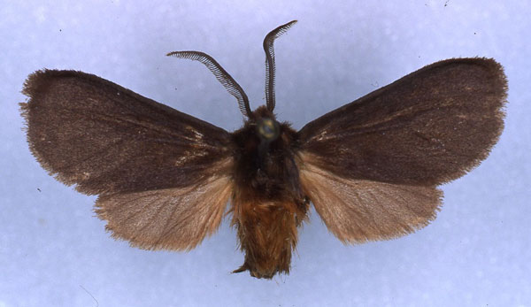 /filer/webapps/moths/media/images/F/fuliginosa_Metarctia_HT_RMCA_03.jpg