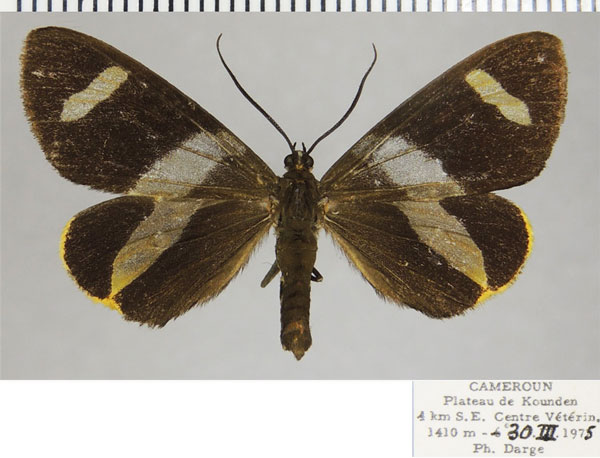 /filer/webapps/moths/media/images/F/fuliginosa_Pitthea_AF_ZSM.jpg
