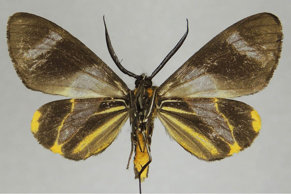 /filer/webapps/moths/media/images/F/fuliginosa_Pitthea_AM_ZSMb.jpg