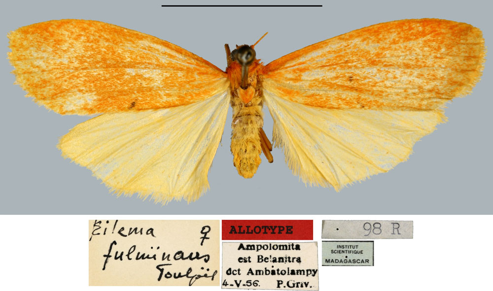 /filer/webapps/moths/media/images/F/fulminans_Eilema_AT_MNHN.jpg