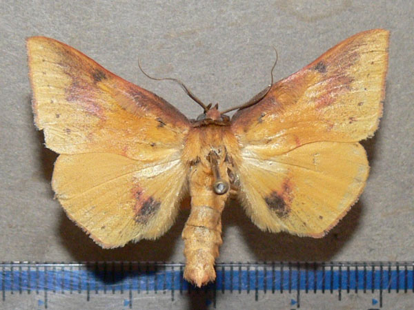 /filer/webapps/moths/media/images/F/fulminans_Lophiophora_A_Goff_01.jpg