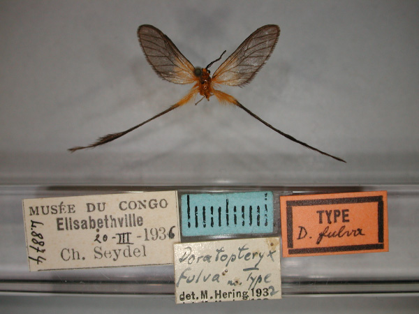 /filer/webapps/moths/media/images/F/fulva_Doratopteryx_A_RMCA_01.jpg
