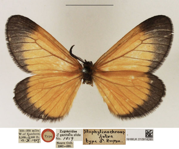 /filer/webapps/moths/media/images/F/fulva_Staphylinochrous_HT_NHMUK.jpg