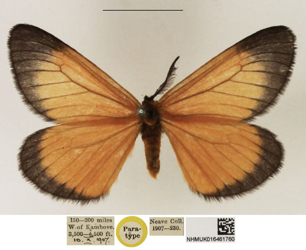 /filer/webapps/moths/media/images/F/fulva_Staphylinochrous_PTM_NHMUK_02.jpg