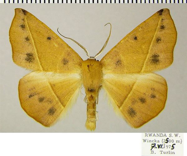 /filer/webapps/moths/media/images/F/fulva_Xanthisthisa_AM_ZSM.jpg