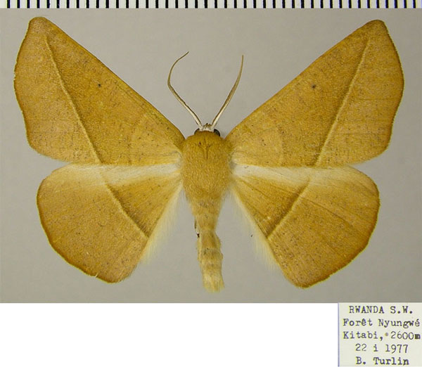 /filer/webapps/moths/media/images/F/fulva_Xanthisthisa_AM_ZSMa.jpg