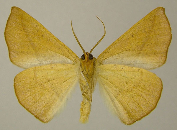 /filer/webapps/moths/media/images/F/fulva_Xanthisthisa_AM_ZSMb.jpg