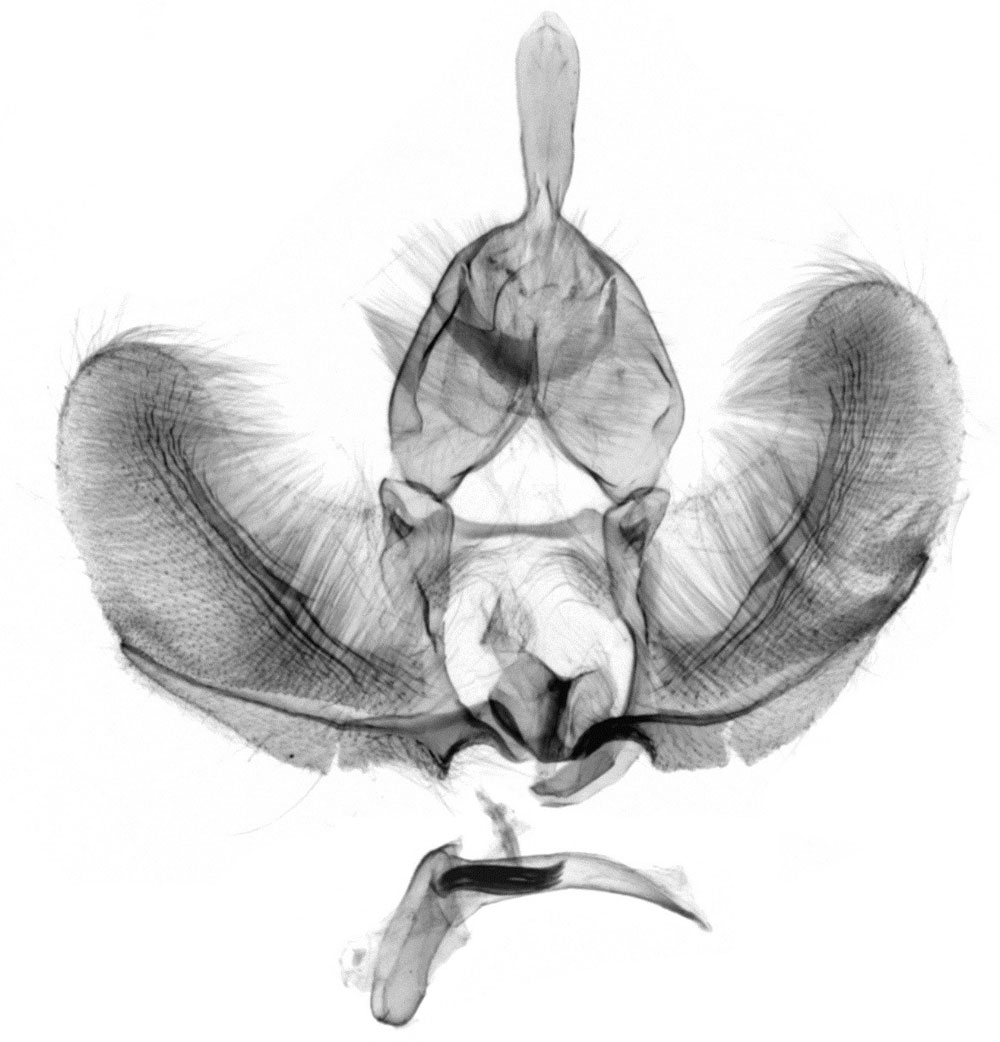 /filer/webapps/moths/media/images/F/fulvastra_Procrica_GMHT_RMCA_617.jpg