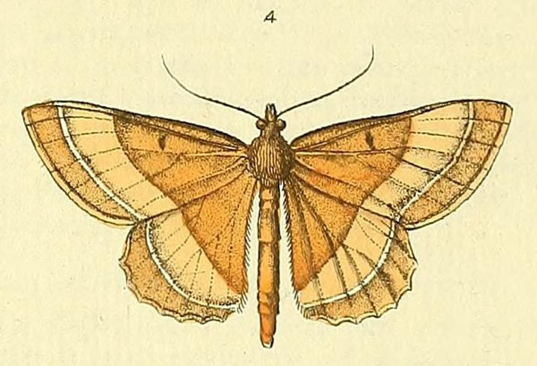 /filer/webapps/moths/media/images/F/fulvata_Melinoessa_Drury3_21_4.jpg