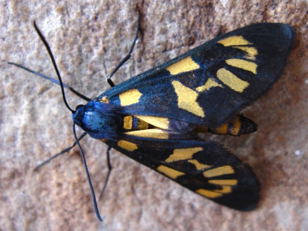 /filer/webapps/moths/media/images/F/fulvatrum_Cacoethes_AM_Viljoen.jpg