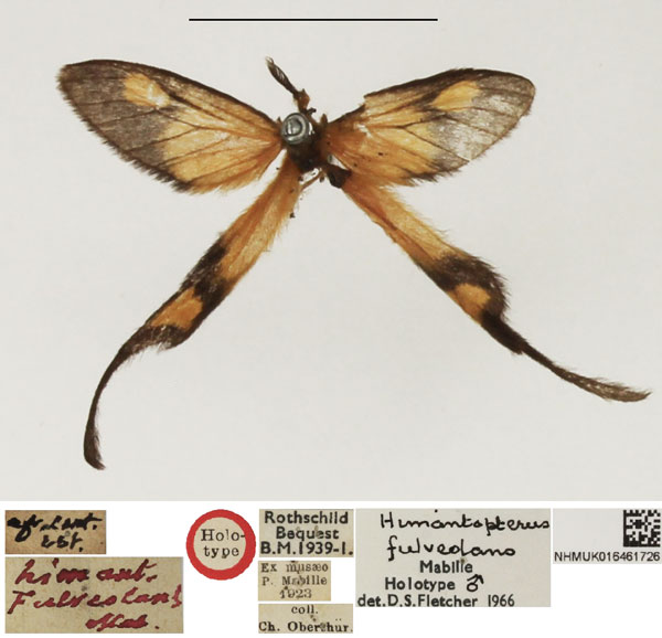 /filer/webapps/moths/media/images/F/fulveolans_Himanteropterus_HT_NHMUK.jpg