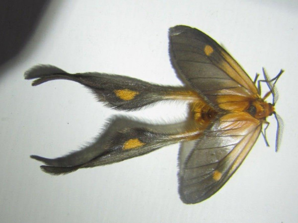 /filer/webapps/moths/media/images/F/fulveolans_Semioptila_A_Stanton.JPG