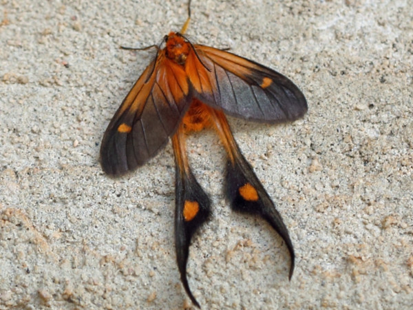 /filer/webapps/moths/media/images/F/fulveolans_Semioptila_A_Voaden.JPG