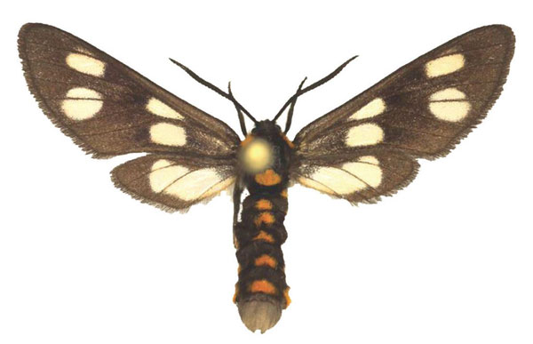 /filer/webapps/moths/media/images/F/fulvescens_Ceryx_AF_Fiebig_01.jpg