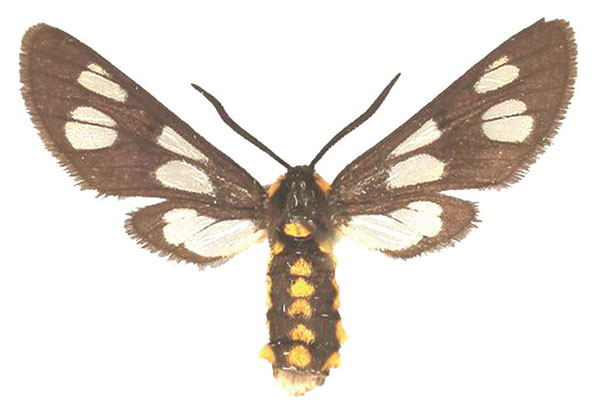 /filer/webapps/moths/media/images/F/fulvescens_Ceryx_AF_Fiebig_02.jpg