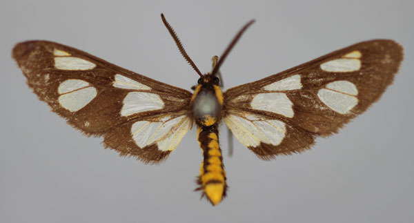 /filer/webapps/moths/media/images/F/fulvescens_Ceryx_AM_BMNH.jpg