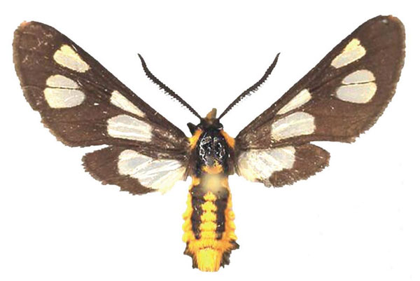 /filer/webapps/moths/media/images/F/fulvescens_Ceryx_AM_Fiebig.jpg
