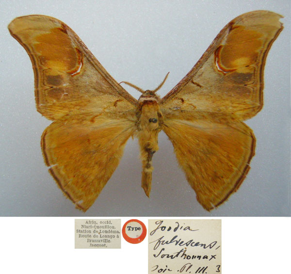 /filer/webapps/moths/media/images/F/fulvescens_Goodia_HT_NHMUKa.jpg