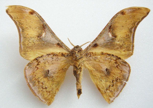 /filer/webapps/moths/media/images/F/fulvescens_Goodia_HT_NHMUKb.jpg