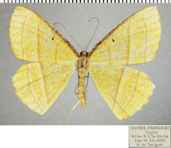 /filer/webapps/moths/media/images/F/fulvescens_Melinoessa_AF_ZSM.jpg