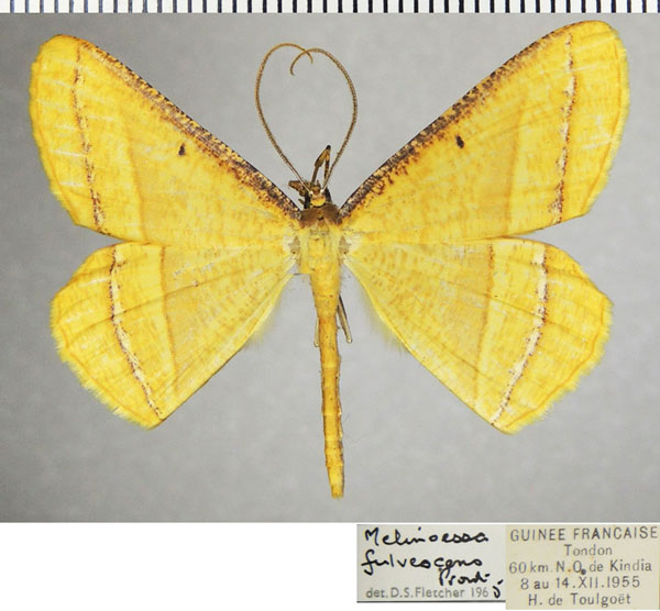 /filer/webapps/moths/media/images/F/fulvescens_Melinoessa_AM_ZSMa.jpg