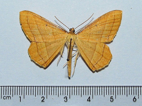/filer/webapps/moths/media/images/F/fulvescens_Melinoessa_A_Goff_01.jpg