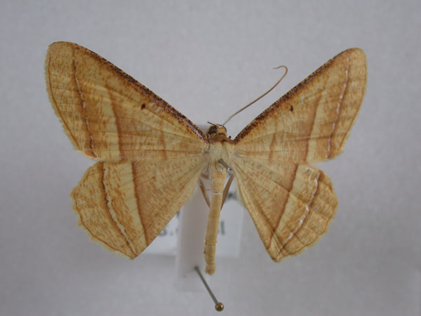 /filer/webapps/moths/media/images/F/fulvescens_Melinoessa_A_Revell.jpg