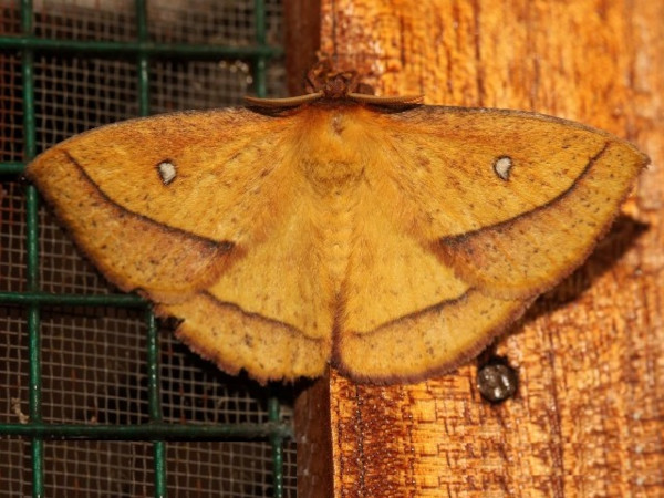 /filer/webapps/moths/media/images/F/fulvia_Decachorda_A_Grimm.jpg