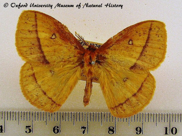 /filer/webapps/moths/media/images/F/fulvia_Decachorda_A_OUMNH.jpg