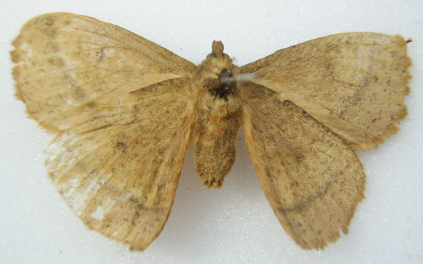 /filer/webapps/moths/media/images/F/fulvia_Lechenopteryx_HT_NHMUKb.jpg