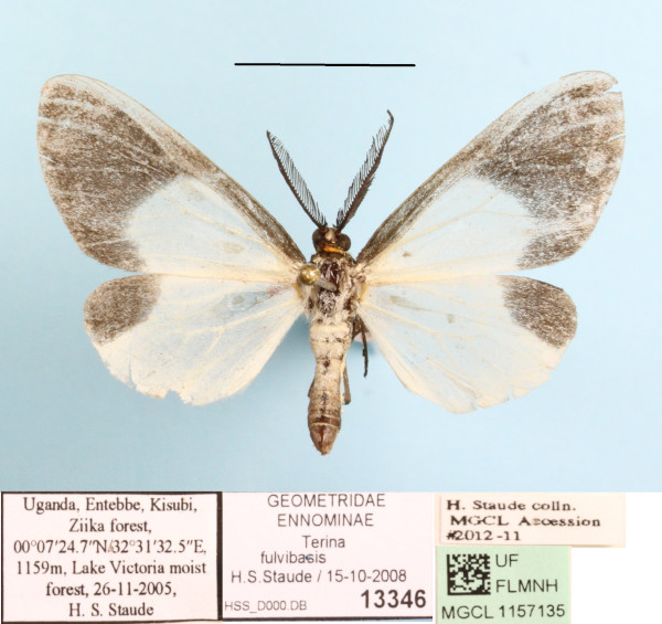 /filer/webapps/moths/media/images/F/fulvibasis_Terina_A_MGCLa_01.jpg