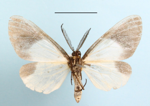 /filer/webapps/moths/media/images/F/fulvibasis_Terina_A_MGCLb_01.jpg
