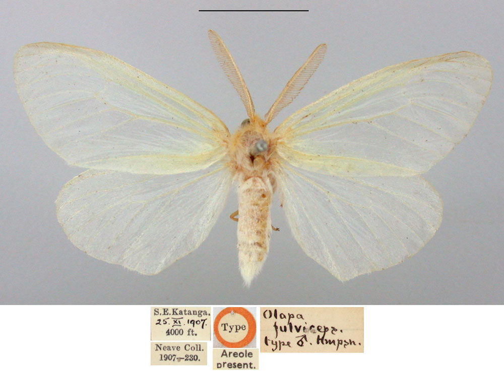 /filer/webapps/moths/media/images/F/fulviceps_Olapa_STM_BMNH.jpg
