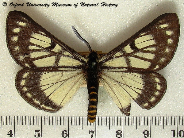 /filer/webapps/moths/media/images/F/fulvicincta_Sabalia_A_OUMNH_02.jpg