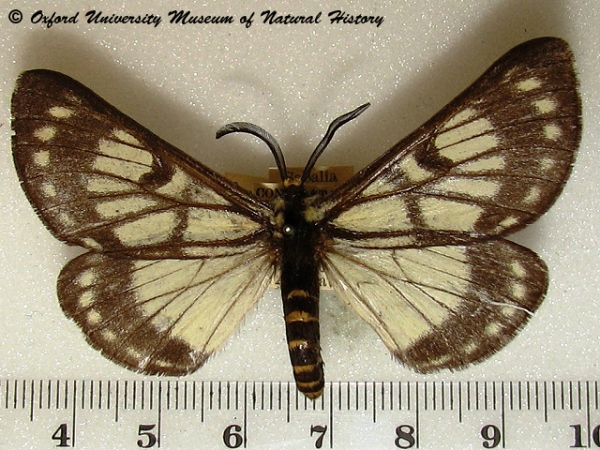 /filer/webapps/moths/media/images/F/fulvicincta_Sabalia_A_OUMNH_03.jpg