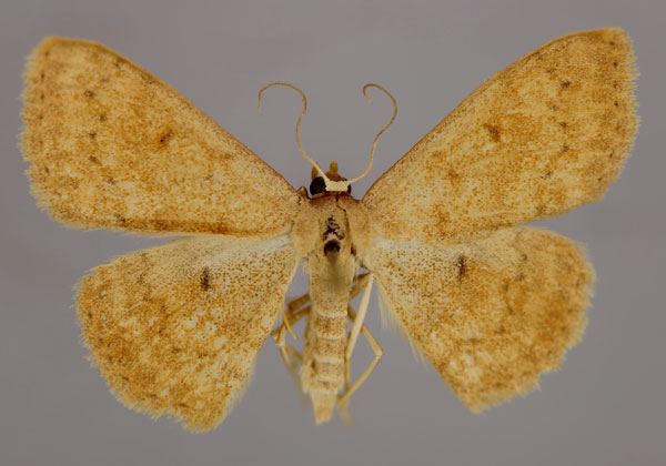 /filer/webapps/moths/media/images/F/fulvicolor_Scopula_A_ZSM_01.jpg