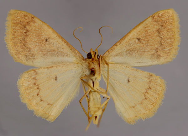 /filer/webapps/moths/media/images/F/fulvicolor_Scopula_A_ZSM_02.jpg